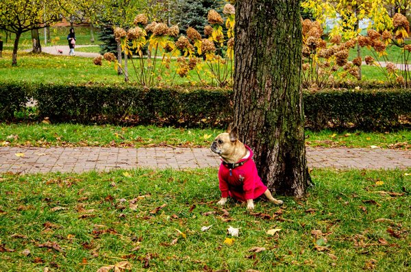 Essential Meal Planning Tips for UK Pregnant Women to Combat Morning Sickness